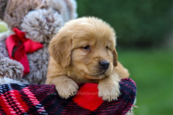 Image of Flynn, a Golden Retriever puppy