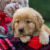 Image of Flynn, a Golden Retriever puppy