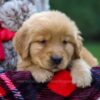 Image of Flynn, a Golden Retriever puppy