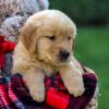 Image of Ford, a Golden Retriever puppy