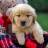 Image of Ford, a Golden Retriever puppy