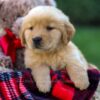 Image of Ford, a Golden Retriever puppy