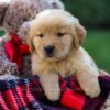 Image of Ford, a Golden Retriever puppy