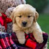 Image of Ford, a Golden Retriever puppy