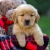 Image of Ford, a Golden Retriever puppy