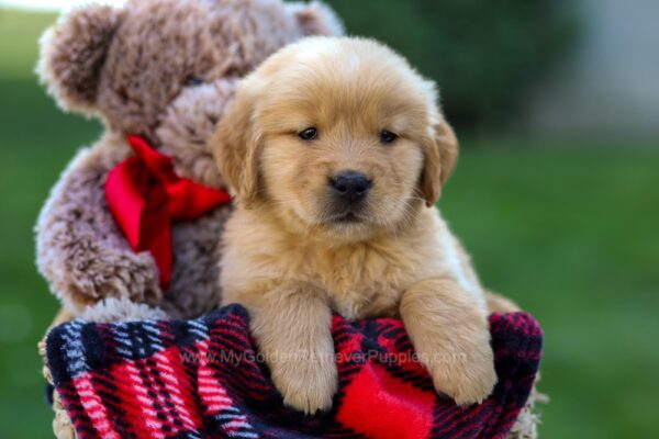 Image of Ford, a Golden Retriever puppy