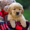 Image of Ford, a Golden Retriever puppy