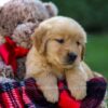 Image of Ford, a Golden Retriever puppy