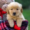 Image of Ford, a Golden Retriever puppy