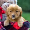 Image of Freda, a Golden Retriever puppy