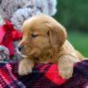 Image of Freda, a Golden Retriever puppy