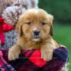 Image of Freda, a Golden Retriever puppy