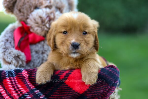 Image of Freda, a Golden Retriever puppy