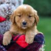 Image of Freda, a Golden Retriever puppy