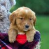 Image of Freda, a Golden Retriever puppy