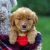 Image of Freda, a Golden Retriever puppy