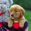 Image of Freda, a Golden Retriever puppy