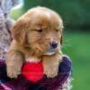 Image of Freddy, a Golden Retriever puppy