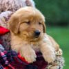 Image of Freddy, a Golden Retriever puppy