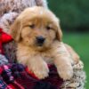 Image of Freddy, a Golden Retriever puppy