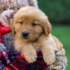 Image of Freddy, a Golden Retriever puppy