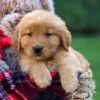 Image of Freddy, a Golden Retriever puppy