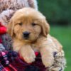 Image of Freddy, a Golden Retriever puppy