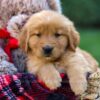 Image of Freddy, a Golden Retriever puppy