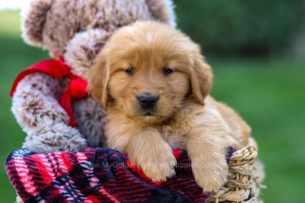 Image of Freddy, a Golden Retriever puppy