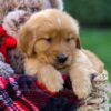 Image of Freddy, a Golden Retriever puppy