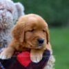 Image of Grant, a Golden Retriever puppy