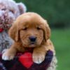 Image of Grant, a Golden Retriever puppy