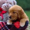 Image of Grant, a Golden Retriever puppy