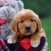 Image of Grant, a Golden Retriever puppy