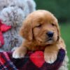 Image of Grant, a Golden Retriever puppy