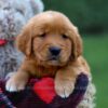 Image of Grant, a Golden Retriever puppy