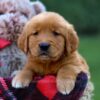 Image of Grant, a Golden Retriever puppy