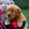 Image of Grant, a Golden Retriever puppy