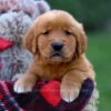 Image of Grant, a Golden Retriever puppy