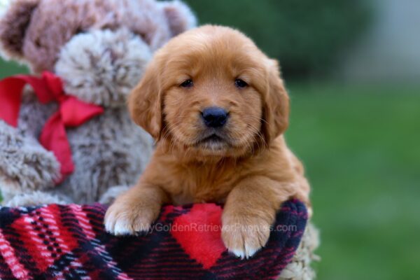 Image of Grant, a Golden Retriever puppy