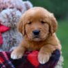 Image of Grant, a Golden Retriever puppy