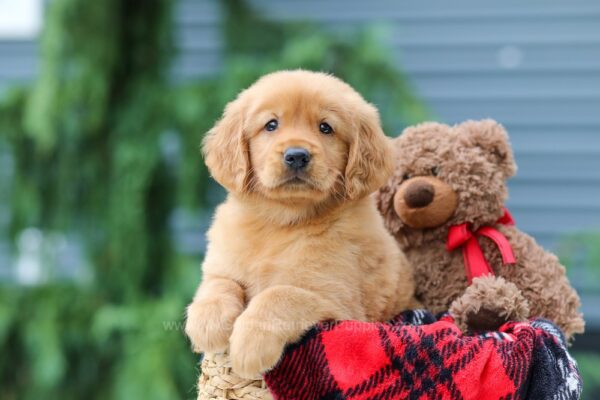 Image of Hickory, a Golden Retriever puppy