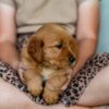 Image of Reba, a Golden Retriever puppy