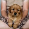 Image of Reba, a Golden Retriever puppy