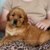 Image of Reba, a Golden Retriever puppy