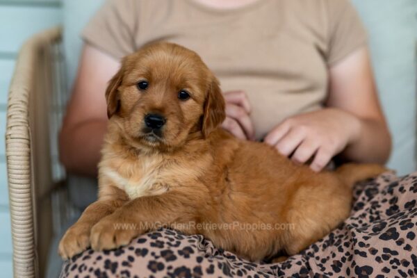 Image of Reba, a Golden Retriever puppy