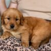 Image of Reba, a Golden Retriever puppy