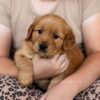 Image of Reba, a Golden Retriever puppy