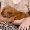 Image of Reba, a Golden Retriever puppy