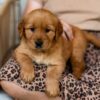 Image of Reba, a Golden Retriever puppy